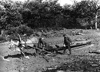 Вывоз леса, Троицкий ЛПХ, 30-е годы